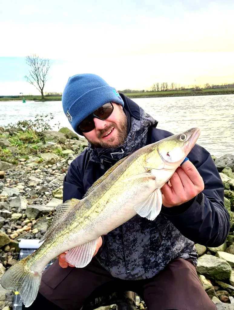 Memancing zander dekat Lek dan perairan sekitar Bergambacht.